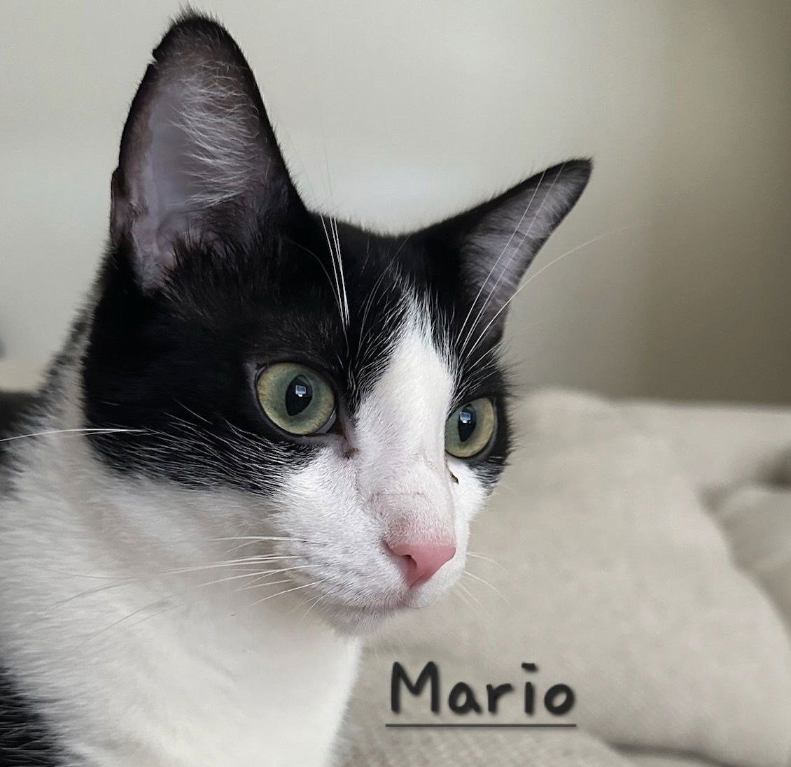 adoptable Cat in Sugar Land, TX named Mario #mama-mia