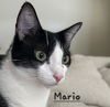 adoptable Cat in Sugar Land, TX named Mario #mama-mia