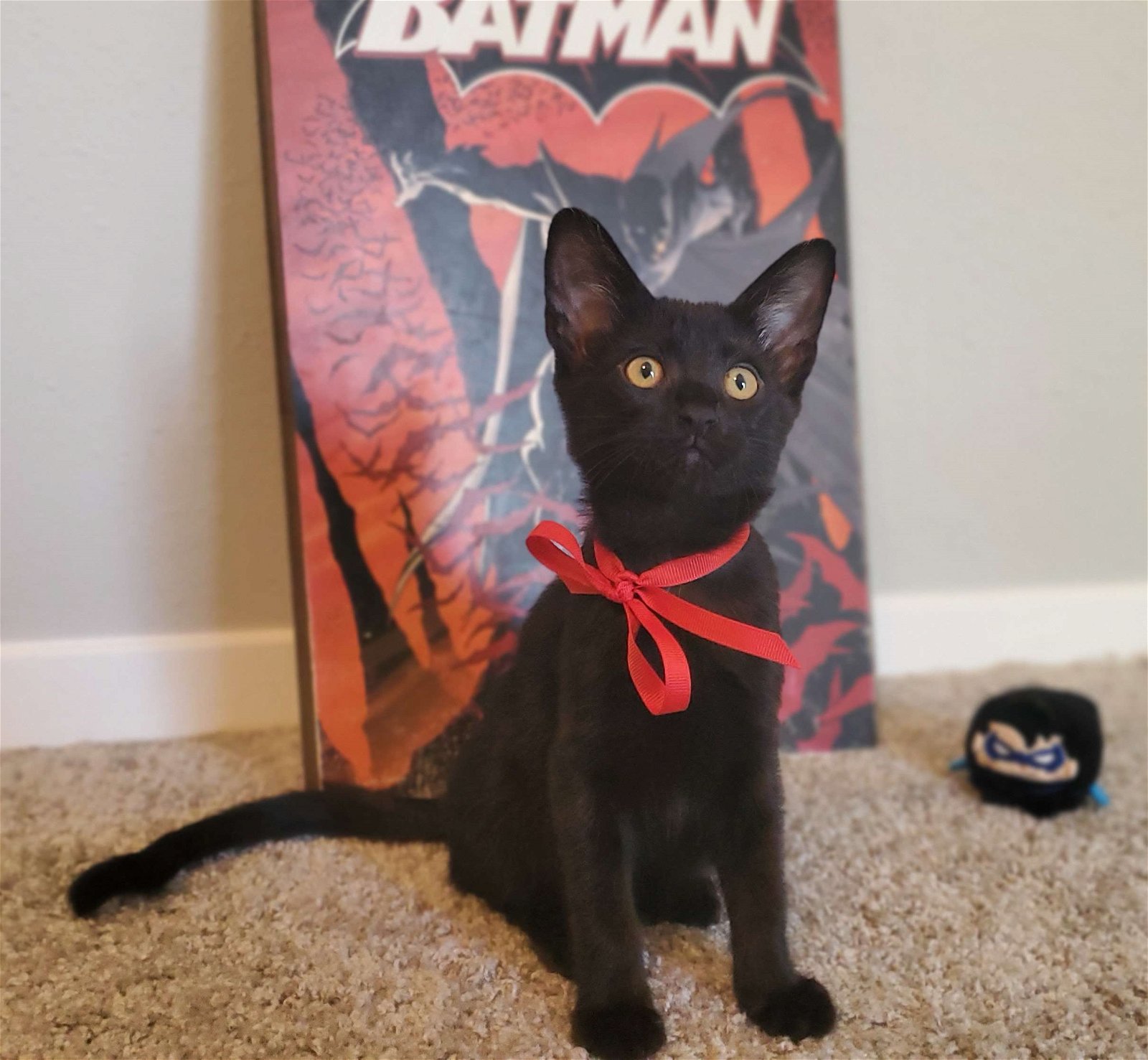 adoptable Cat in Houston, TX named Jason Todd #Batman-litter