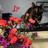 Lu #whiskered-shadow - Photo 1