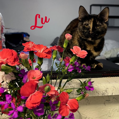 Lu #whiskered-shadow, Adult Tortoiseshell / Domestic Short Hair / Mixed (short coat), cat for adoption in Friendswood, Texas