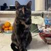 Lu #whiskered-shadow - Photo 2