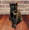 Lu #chill-tortie - Photo 2