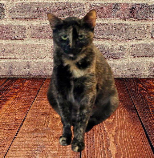 LU #CHILL-TORTIE - Tortoiseshell / Domestic Short Hair available for adoption