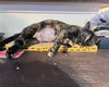 Lu #chill-tortie - Photo 3