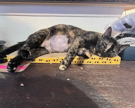 Lu #chill-tortie