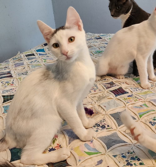 DONDI #GRAFFITI-BOY - Turkish Van / Domestic Short Hair available for adoption