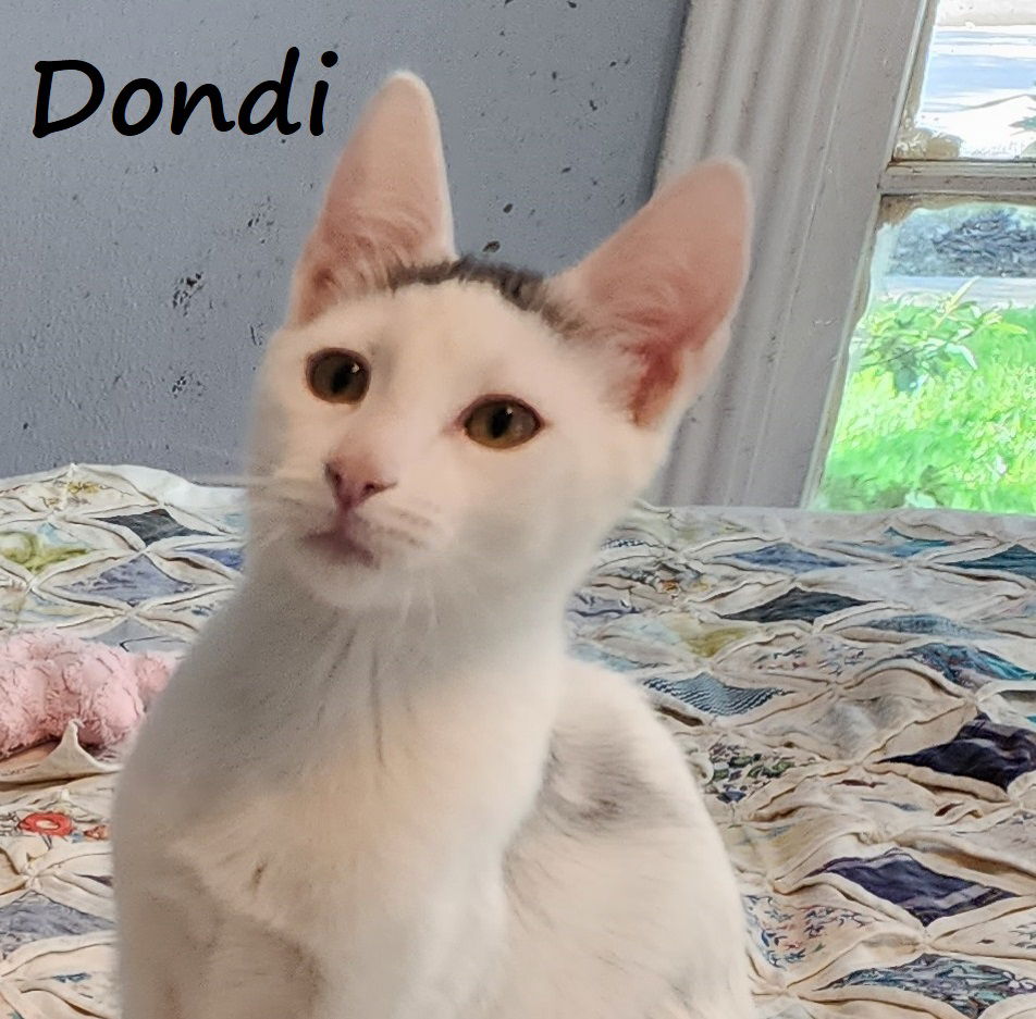 adoptable Cat in Houston, TX named Dondi #graffiti-boy