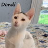 adoptable Cat in  named Dondi #graffiti-boy