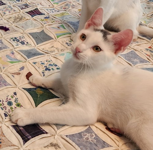 ZEPHYR #GRAFFITI-BOY - Turkish Van / Domestic Short Hair available for adoption
