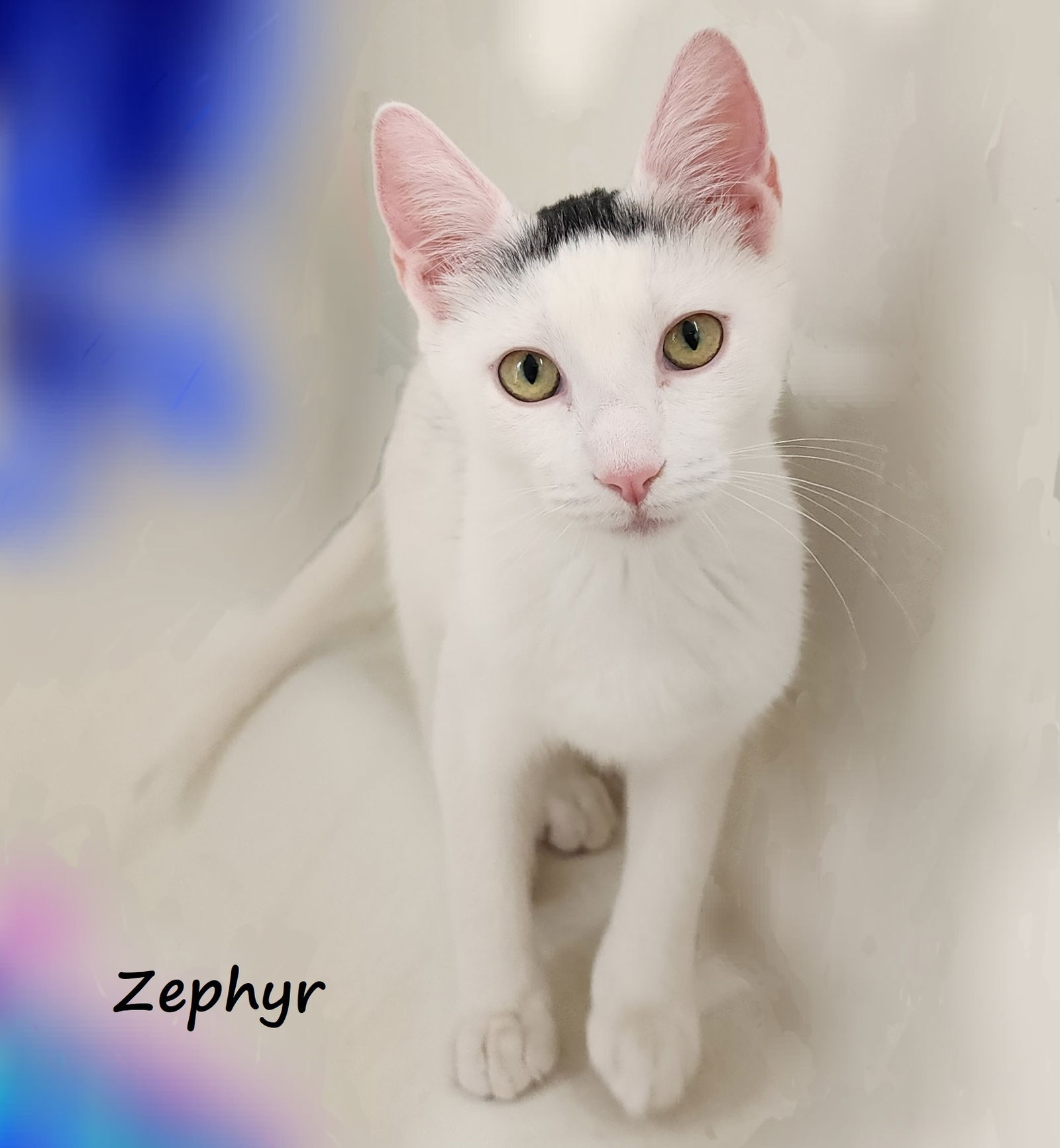 adoptable Cat in Houston, TX named Zephyr #graffiti-boy