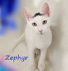adoptable Cat in  named Zephyr #graffiti-boy