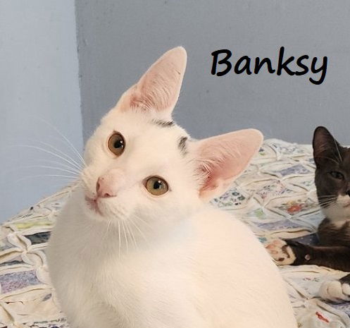 adoptable Cat in Houston, TX named Banksy #graffiti-boy