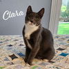 adoptable Cat in  named Clara #dainty-green-eyed-beauty