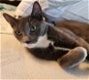 adoptable Cat in houston, TX named Clara #dainty-green-eyed-beauty