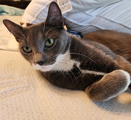 CLARA #DAINTY-GREEN-EYED-BEAUTY - Tuxedo / Domestic Short Hair available for adoption
