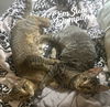 adoptable Cat in  named Dumpling & Dim Sum #bonded-brothers