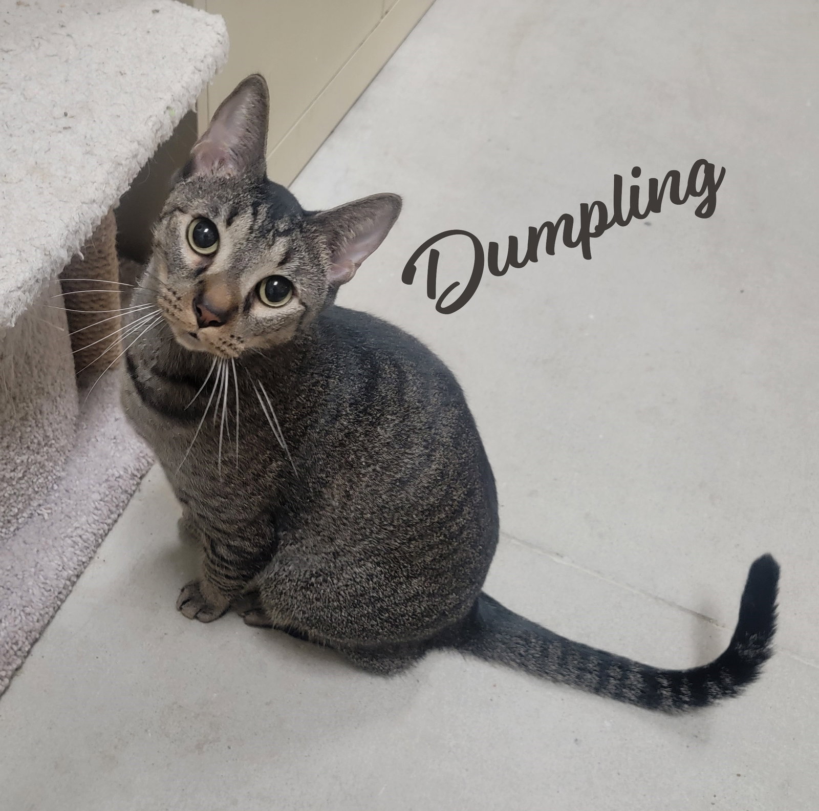 Dumpling & Dim Sum #bonded-brothers, photo 3