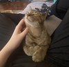 Dumpling & Dim Sum #bonded-brothers - Photo 8