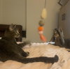 Dumpling & Dim Sum #bonded-brothers - Photo 6
