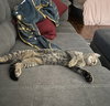 Dumpling & Dim Sum #bonded-brothers - Photo 4