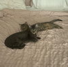 Dumpling & Dim Sum #bonded-brothers - Photo 9