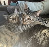 Dumpling & Dim Sum #bonded-brothers - Photo 5