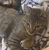 Dumpling & Dim Sum #bonded-brothers - Photo 11