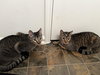 Dumpling & Dim Sum #bonded-brothers - Photo 2