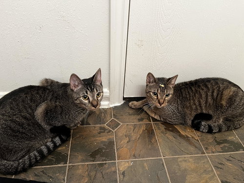 DUMPLING & DIM SUM #BONDED-BROTHERS - Tabby / Domestic Short Hair available for adoption