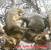 Dumpling & Dim Sum #bonded-brothers - Photo 7