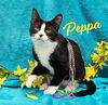 adoptable Cat in  named Peppa #loves-to-be-held
