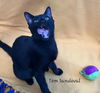 adoptable Cat in  named Tom Sandoval #plays-iPad-games