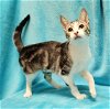 adoptable Cat in  named Mimosa #marble-swirls
