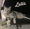 adoptable Cat in  named Lollis #loves-her-freedom