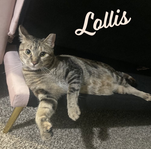 LOLLIS #GREAT-PLAYMATE-FOR-KIDS - Tabby / Domestic Short Hair available for adoption
