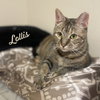 Lollis #great-playmate-for-kids - Photo 1