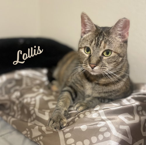 Lollis #great-playmate-for-kids, Adult Tabby / Domestic Short Hair / Mixed (short coat), cat for adoption in Friendswood, Texas
