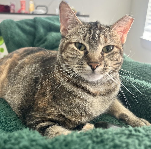 LOLLIS #GREAT-PLAYMATE-FOR-KIDS - Tabby / Domestic Short Hair available for adoption