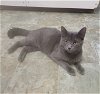 adoptable Cat in houston, TX named Angel #loving-uncle