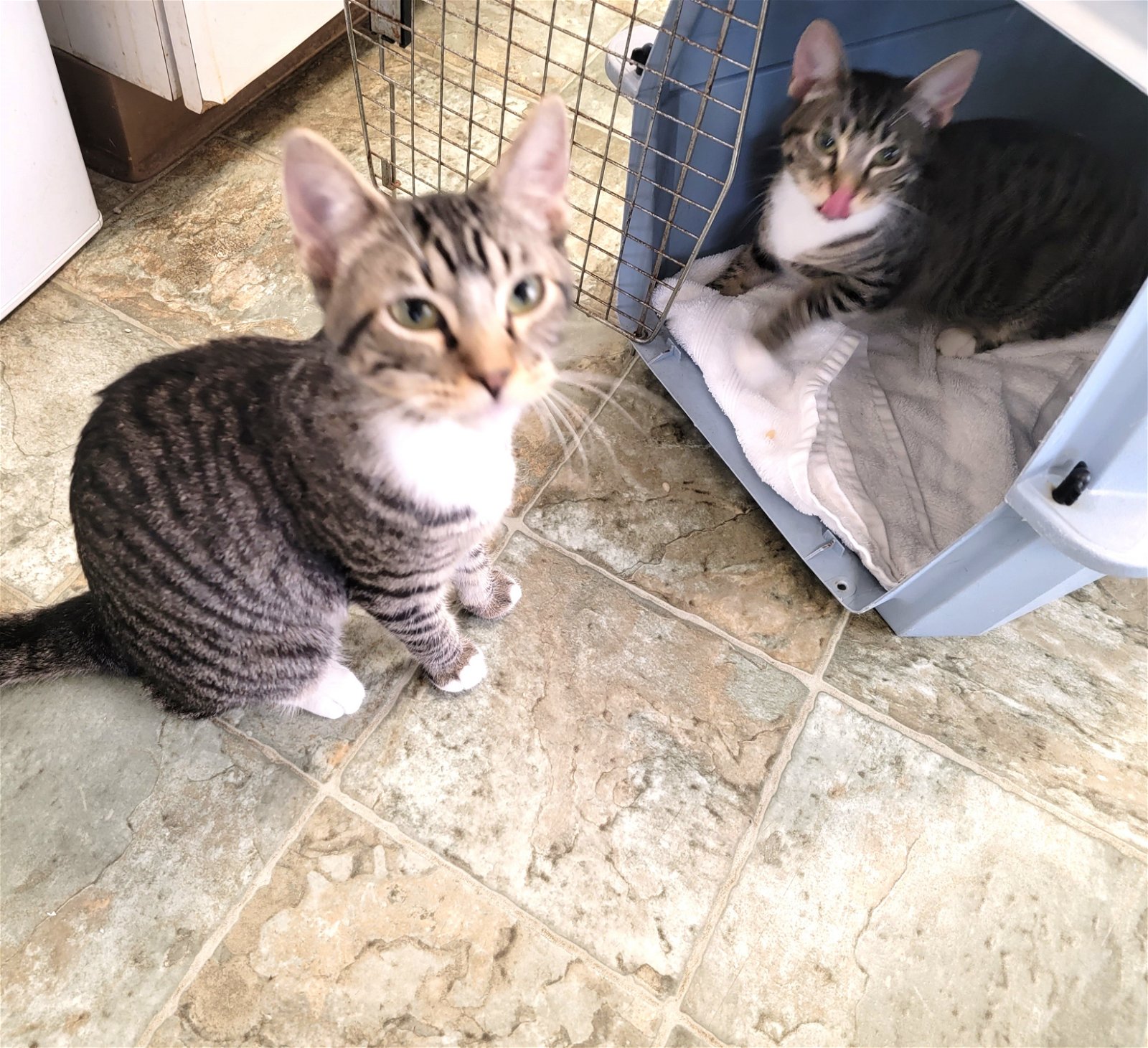 adoptable Cat in Houston, TX named Mickey & Minnie #bonded-pair
