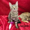 adoptable Cat in  named Juniper #sister-of-Spotty