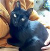 adoptable Cat in  named Jack #Black-Jack