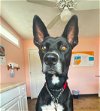 adoptable Dog in houston, TX named Coal