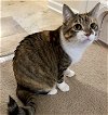 adoptable Cat in  named Princess Leia #easygoing-girl
