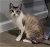 adoptable Cat in  named Princess #seeks-attention