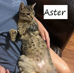 adoptable Cat in Sugar Land, TX named Aster #a-cat-for-all-seasons