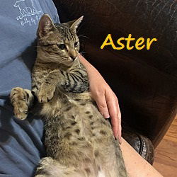 adoptable Cat in Sugar Land, TX named Aster #a-cat-for-all-seasons