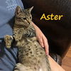 adoptable Cat in  named Aster #a-cat-for-all-seasons