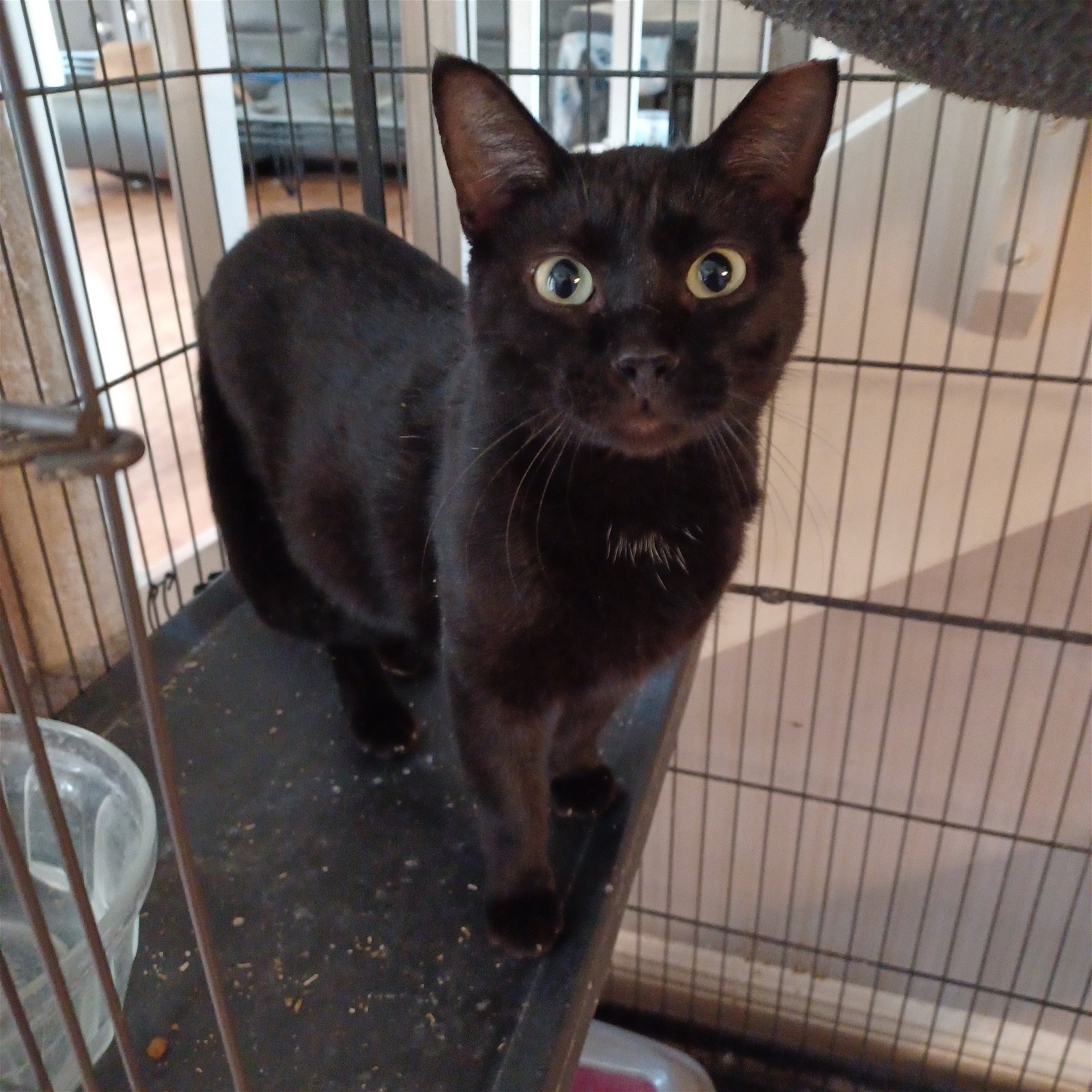 adoptable Cat in Sugar Land, TX named Dobby #Harry-Potter-friend